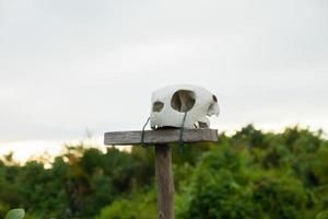 animale cranio su un' di legno polo con natura nel Indonesia foto