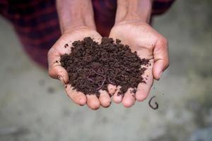 mano Tenere concime con redworms. un' contadino mostrando il vermi nel il suo mani a chuadanga, bangladesh. foto