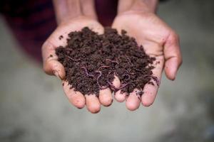 mano Tenere concime con redworms. un' contadino mostrando il vermi nel il suo mani a chuadanga, bangladesh. foto