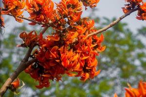 il bellissimo rosso-arancio Butea monosperma fiore fioriture nel natura nel un' albero nel il giardino. foto