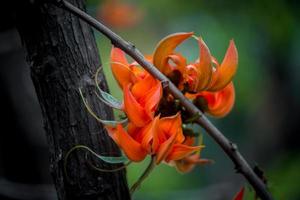 il bellissimo rosso-arancio Butea monosperma fiore petali avvicinamento visualizzazioni. foto