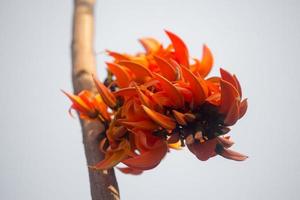 il bellissimo rosso-arancio Butea monosperma fiore petali avvicinamento visualizzazioni. foto