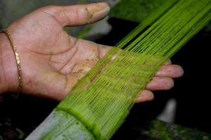 fibra è essere fatto a partire dal il ananas albero le foglie. un' mano e non lavato ananas foglia fibra. eco-friendly prodotti. agricolo rifiuto Prodotto. foto