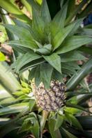 verde ananas frutta in crescita nel giardino a madhupur, tanga, bangladesh. foto