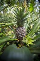 verde ananas frutta in crescita nel giardino a madhupur, tanga, bangladesh. foto