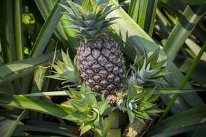 verde ananas frutta in crescita nel giardino a madhupur, tanga, bangladesh. foto