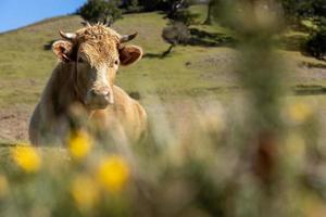 Toro nel un' lussureggiante, verde prato, con alto erbe ondeggiante nel il brezza foto