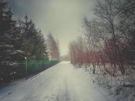 inverno paesaggio con alberi durante nevicata foto