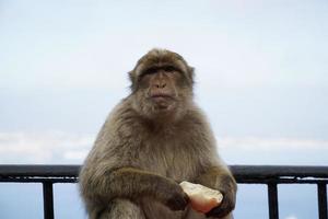 singolo Barberia macaco scimmia mangiare un' rotolo con cielo nel sfondo foto