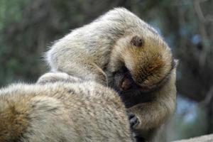 Due Barberia macachi - uno scimmia animali domestici il secondo uno foto