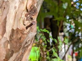 un' vicino su di Chiodi incollato nel albero tronchi foto