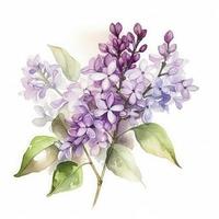 gratuito lilas acqua colore, pastello ,bianca sfondo , generat ai foto