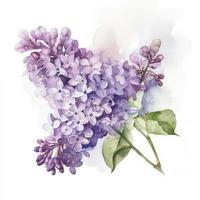 gratuito lilas acqua colore, pastello ,bianca sfondo , generat ai foto