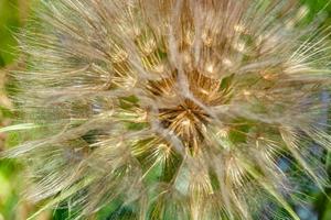 bellissimo selvaggio in crescita fiore seme dente di leone su sfondo prato foto