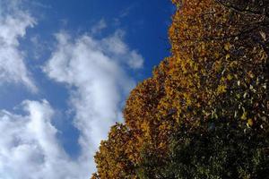 rosso acero le foglie nel autunno con blu cielo sfondo. foto