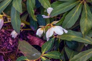 botanica. fiori nel il giardino. avvicinamento Visualizza di un' elleboro fetido, anche conosciuto come puzzolente elleboro, le foglie e inverno fioritura fiori nel il parco. foto