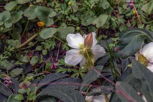 botanica. fiori nel il giardino. avvicinamento Visualizza di un' elleboro fetido, anche conosciuto come puzzolente elleboro, le foglie e inverno fioritura fiori nel il parco. foto