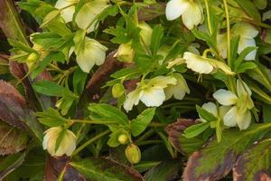 botanica. fiori nel il giardino. avvicinamento Visualizza di un' elleboro fetido, anche conosciuto come puzzolente elleboro, le foglie e inverno fioritura fiori nel il parco. foto