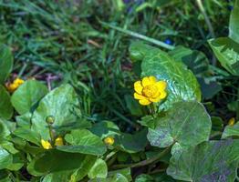 vicino su di ranuncolo tora, come conosciuto come il ranuncolo, con luminosa giallo fioritura , è un' pianta specie di il genere ranuncolo nativo per Europa foto