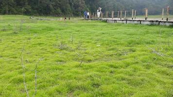 il lago acqua recede così quello esso fa il dintorni crescere lussureggiante verde foto