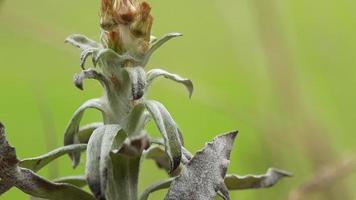 erbacce fioritura nel il mattina foto