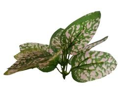 polka punto ipoestes ornamentale pianta, isolato su bianca sfondo foto