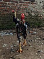 un' giovane Gallo a piedi nel il cortile. foto