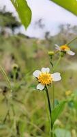 bellissimo bianca fiore su sfocato sfondo. naturale bellezza. foto