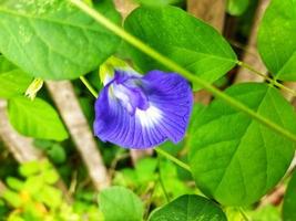 farfalla pisello pianta, Clitoria ternatea fiore. selettivo messa a fuoco foto