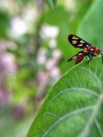 il vespa falena defocus sopra su un' foglia. animale macro foto