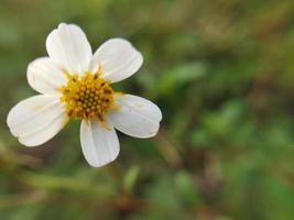 bellissimo bianca fiore su sfocato sfondo. naturale bellezza. foto