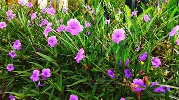 il bellissimo fioriture di ruellia tuberosa crescere lungo il strada. decorativo impianti. foto