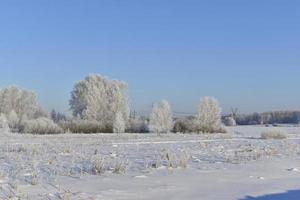 un' innevato campo nel inverno, blu cielo e foresta. neve nel un' inverno campo durante il giorno. foto