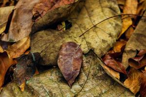 autunno le foglie Marrone foto