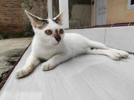 avvicinamento di un' bianca gatto posa su il pavimento foto