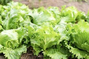 idroponica giardino durante mattina tempo cibo sfondo concetto con copia spazio foto