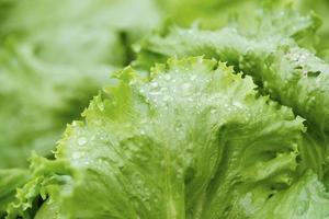 idroponica giardino durante mattina tempo cibo sfondo concetto con copia spazio foto