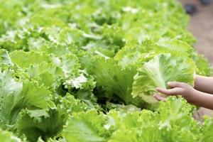 idroponica giardino durante mattina tempo cibo sfondo concetto con copia spazio foto