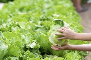 idroponica giardino durante mattina tempo cibo sfondo concetto con copia spazio foto