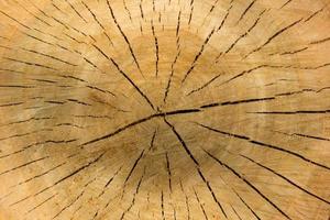 vicino su Visualizza di vecchio di legno corteccia, goffrata struttura di il Marrone albero, modello di naturale tagliato albero fondo, ruvido superficie, orizzontale Stampa per decorazione, copertina, carta da parati, interni design foto