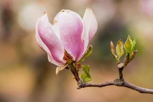 macro fioritura magnolia su un' avvicinamento ramo foto