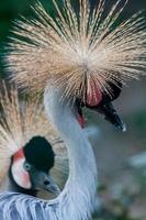 bellissimo incoronato gru balearica pavonina foto