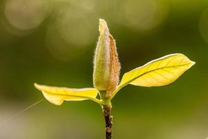 macro fioritura magnolia su un' ramo foto