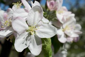 rosa e bianca Mela fiorire fiori su albero nel primavera foto