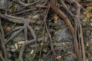 albero radici incollato nel vecchio pietra parete nel natura Posizione foto