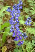 lupinus texensis fiore foto