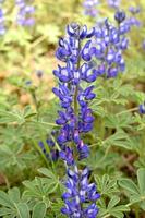 lupinus texensis fiore foto