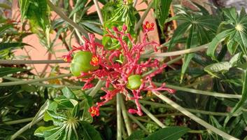 betadine pianta. betadine fiori. le foglie di betadine pianta. jatropha multifidia linn foto