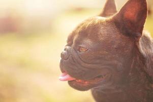 ritratto di un' animale domestico cane. francese bulldog di tigre colore su un' sfondo di verde erba. foto