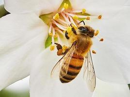 mandorla fiori avvicinamento. fioritura rami di un mandorla albero nel un frutteto. il ape raccoglie nettare e impollina fioritura alberi presto primavera foto